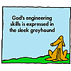 God's engineering skill is expressed in the sleek greyhound