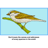 This is a drawing of a sparrow with the words, &quot;God knows the names and addresses of every sparrow in the world.&quot;