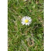This is a photograph of a single daisy surrounded by grass. Great for a cover to a church bulletin!