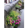 This is a photograph of flowers on bridge. It was taken in Ireland and you can see some of the town in the landscape beyond the bridge. Beautiful church bulletin!