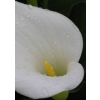 This is a close up photograph of a single calia lily with wearer droplets on the petal. It is a crisp, clear image great for use on a church bulletin in the spring!