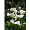 This is a photograph of calla lilies. It's a beautiful picture with perfect flowers. Great for church bulletins on Easter!