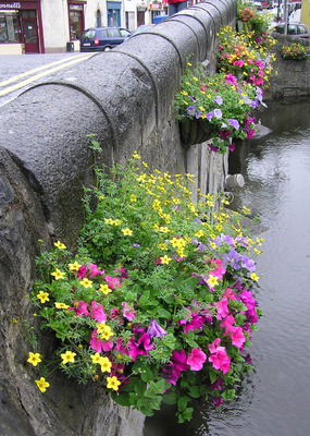 Bridge Flowers