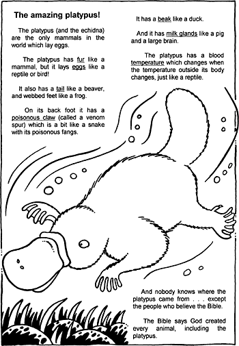 Sunday School Activity Sheet: The Amazing Platypus