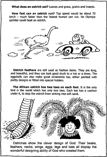 Sunday School Activity Sheet: Ostriches ( 2 of 2 )