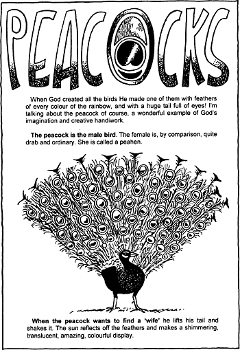 Sunday School Activity Sheet: Peacocks ( 1 of 2 )