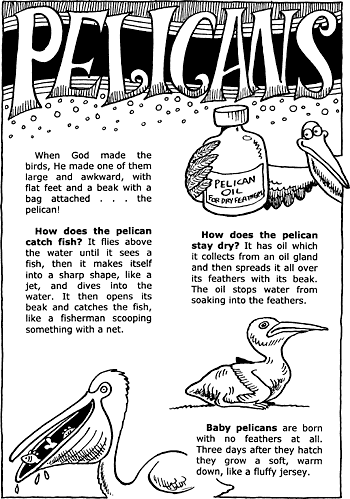 Sunday School Activity Sheet: Pelicans ( 1 of 2 )
