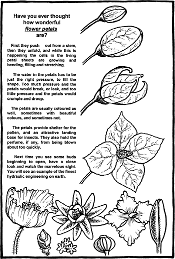 Sunday School Activity Sheet: Have you ever thought how wonderful flower petals are?