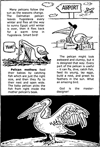 Print-Ready Handout: Pelicans ( 2 of 2 )