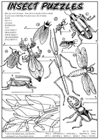 Print-Ready Handout: Insects